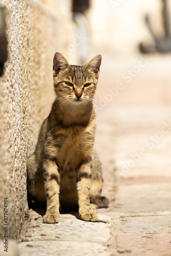 A beautiful and sweet kind tabby cat from the old town of Kotor, all animals loved by all have a rest and enjoy life