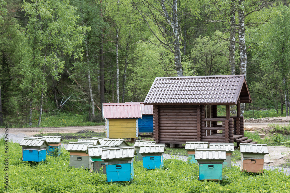 Wooden houses for breeding bees in apiary in mountains. Wooden houses for breeding bees in apiary in mountains.