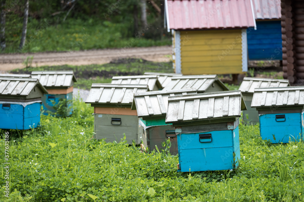 Wooden houses for breeding bees in apiary in mountains. Wooden houses for breeding bees in apiary in mountains.