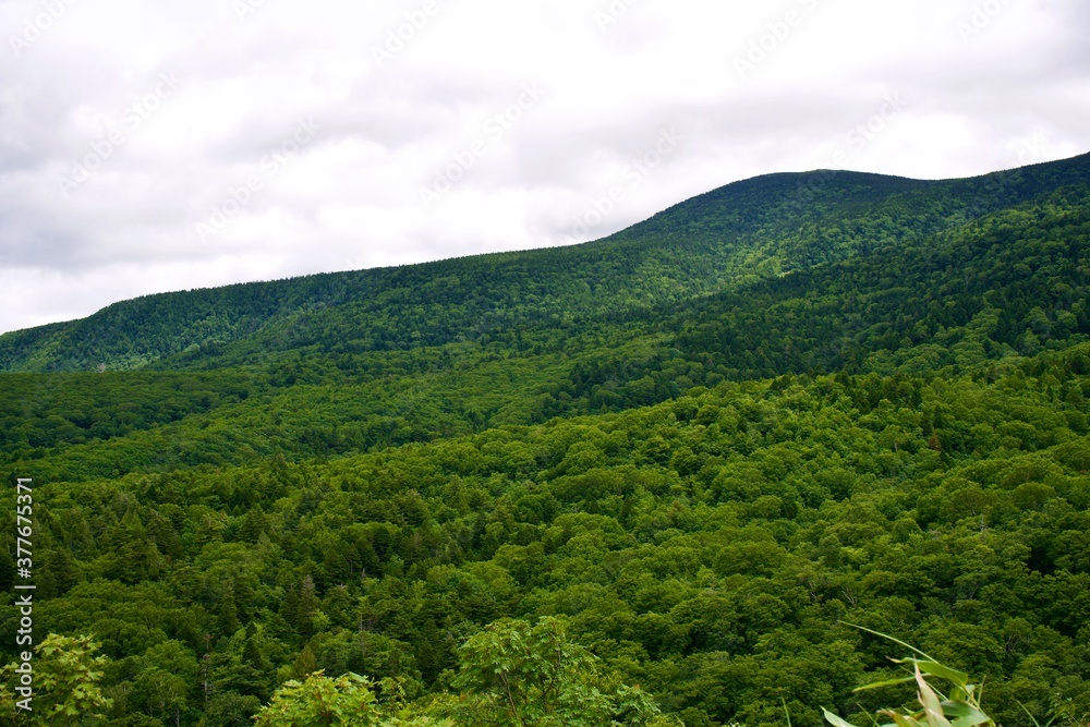 Obraz premium The view of a forest in the mountains.