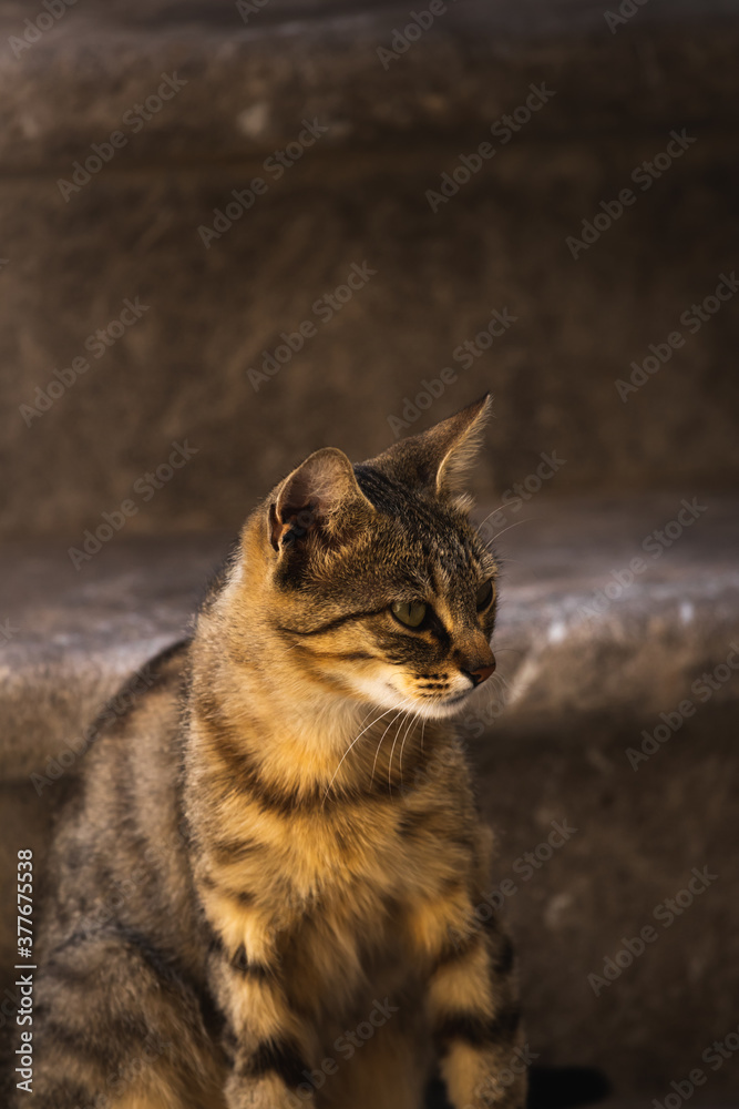 The cat sits cutely on the old stone stairs, the European animal is very interested in man The cat sits cutely on the old stone stairs, the European animal is very interested in man