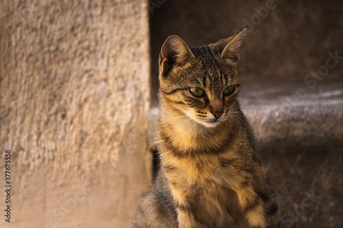 Beautiful elegant portrait of tabby cat on plain background
