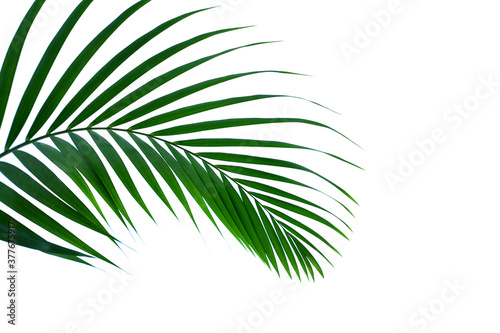 leaves of coconut isolated on white background  summer concept  flat lay
