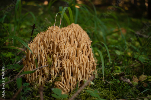 Fotografie Gorgeous coral mushroom in the deep woods of Rila mountain, Bulgaria