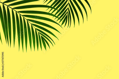 Natural palm leaf on pastel yellow background  nature summer concept