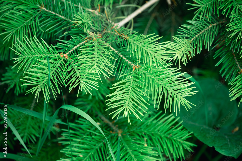 Fluffy green branch of Christmas tree with sharp needles. Fluffy green branch of Christmas tree with sharp needles.