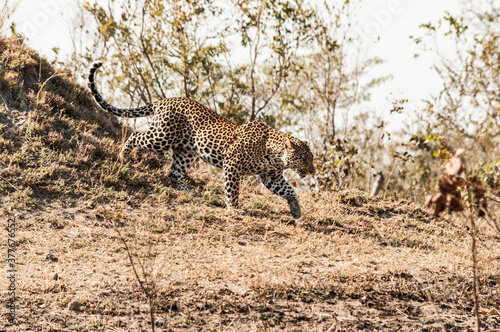 Leopard in Sabi Sand wildtuin
