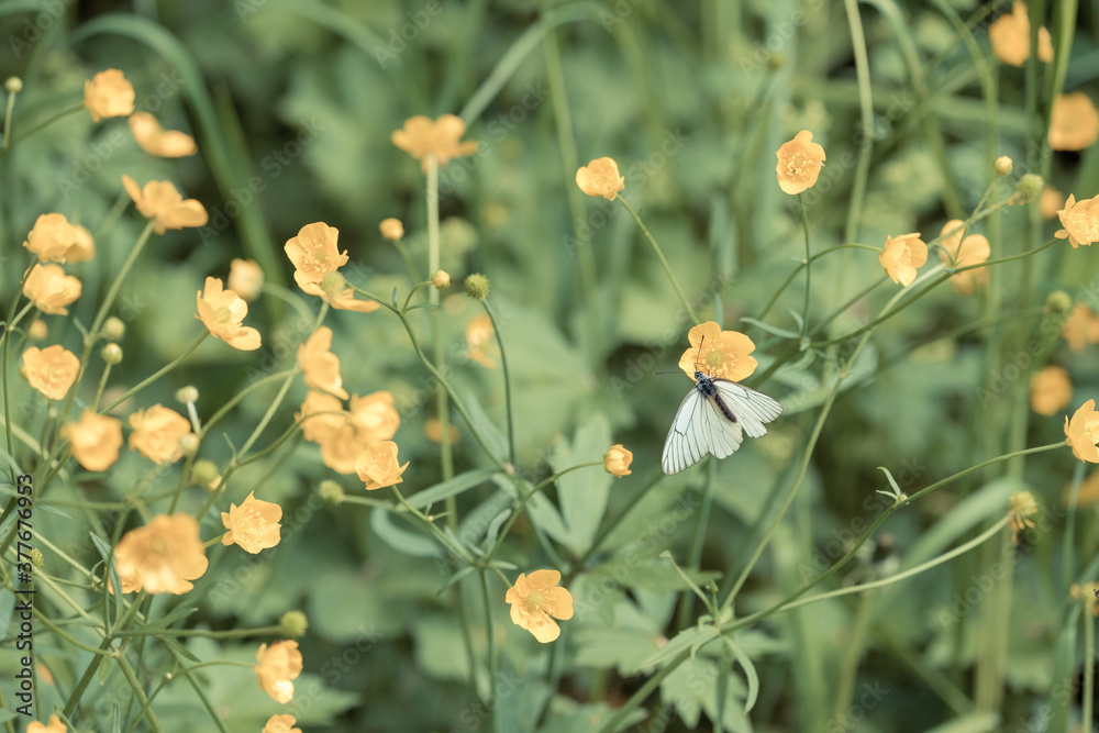 Mountain butterfly collects pollen from yellow flowers in green grass. Mountain butterfly collects pollen from yellow flowers in green grass.