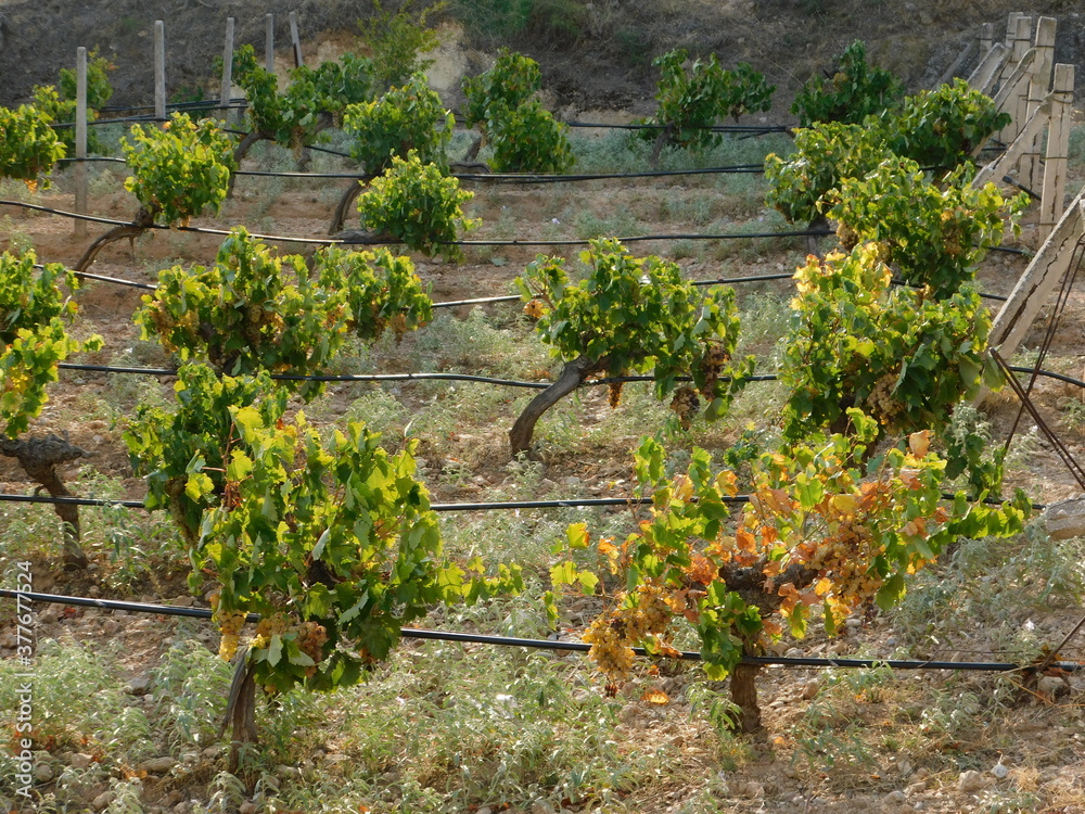 A vineyard with ripe grapes, in autumn, in Attica, Greece