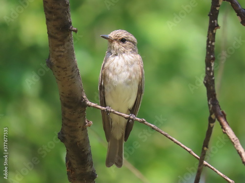 Spotted flycatcher (Muscicapa striata) standing on a tree branch perching, looking towards camera.