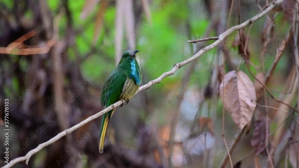 The Blue-bearded Bee-eater is found in the Malayan peninsula including Thailand at particular forest clearings; it has a loud barking call and an extended blue beard-like feathers under its throat. The Blue-bearded Bee-eater is found in the Malayan peninsula including Thailand at particular forest clearings; it has a loud barking call and an extended blue beard-like feathers under its throat.
