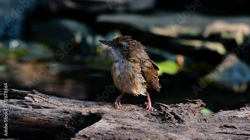 The Abbot’s Babbler is found in the Himalayas to South Asia and the Southeast Asia; in Thailand they are found in the forests foraging in dense undergrowth near the ground. photo