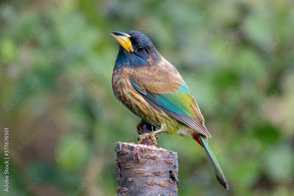 Fototapeta premium Great Barbet photographed in Sattal, India
