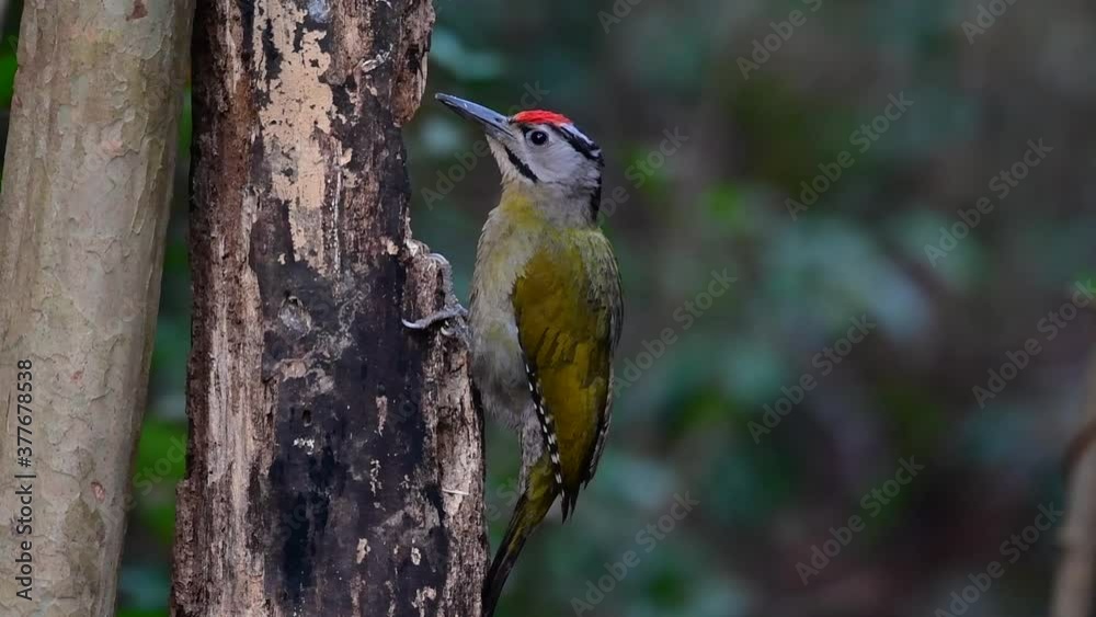 The Grey-headed Woodpecker is also called the Grey-faced woodpecker is found in a lot of national parks in Thailand and it is very particular in choosing its habitat in order for it to thrive. The Grey-headed Woodpecker is also called the Grey-faced woodpecker is found in a lot of national parks in Thailand and it is very particular in choosing its habitat in order for it to thrive.