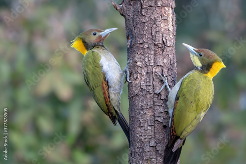 Canvas Print Greater Yellownape woodpeckers photographed in Sattal, India