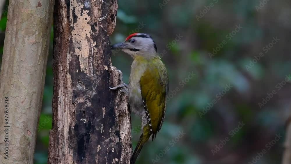 The Grey-headed Woodpecker is also called the Grey-faced woodpecker is found in a lot of national parks in Thailand and it is very particular in choosing its habitat in order for it to thrive. The Grey-headed Woodpecker is also called the Grey-faced woodpecker is found in a lot of national parks in Thailand and it is very particular in choosing its habitat in order for it to thrive.