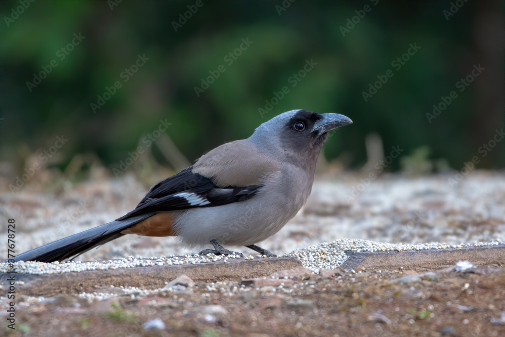 Grey Treepie photographed in Sattal, India Grey Treepie photographed in Sattal, India