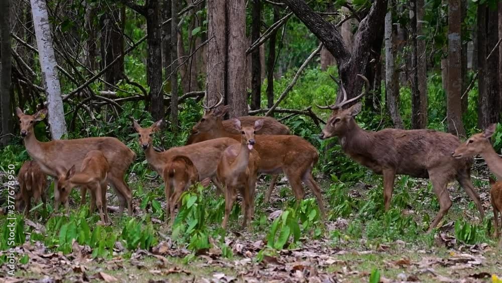 The Eld's Deer is an Endangered species due to habitat loss and hunting; friendly and approachable by a safe distance, it likes to hang around and allow people to admire its beauty. The Eld's Deer is an Endangered species due to habitat loss and hunting; friendly and approachable by a safe distance, it likes to hang around and allow people to admire its beauty.