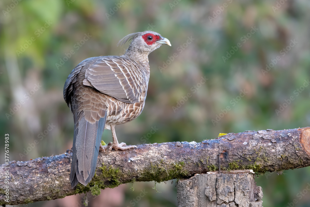Female Kalij Pheasant photographed in Sattal, India Female Kalij Pheasant photographed in Sattal, India