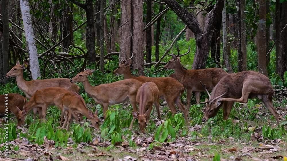 The Eld's Deer is an Endangered species due to habitat loss and hunting; friendly and approachable by a safe distance, it likes to hang around and allow people to admire its beauty. The Eld's Deer is an Endangered species due to habitat loss and hunting; friendly and approachable by a safe distance, it likes to hang around and allow people to admire its beauty.