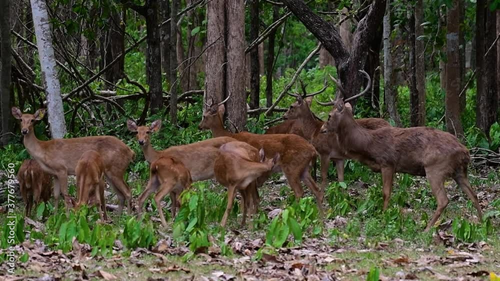 The Eld's Deer is an Endangered species due to habitat loss and hunting; friendly and approachable by a safe distance, it likes to hang around and allow people to admire its beauty. The Eld's Deer is an Endangered species due to habitat loss and hunting; friendly and approachable by a safe distance, it likes to hang around and allow people to admire its beauty.
