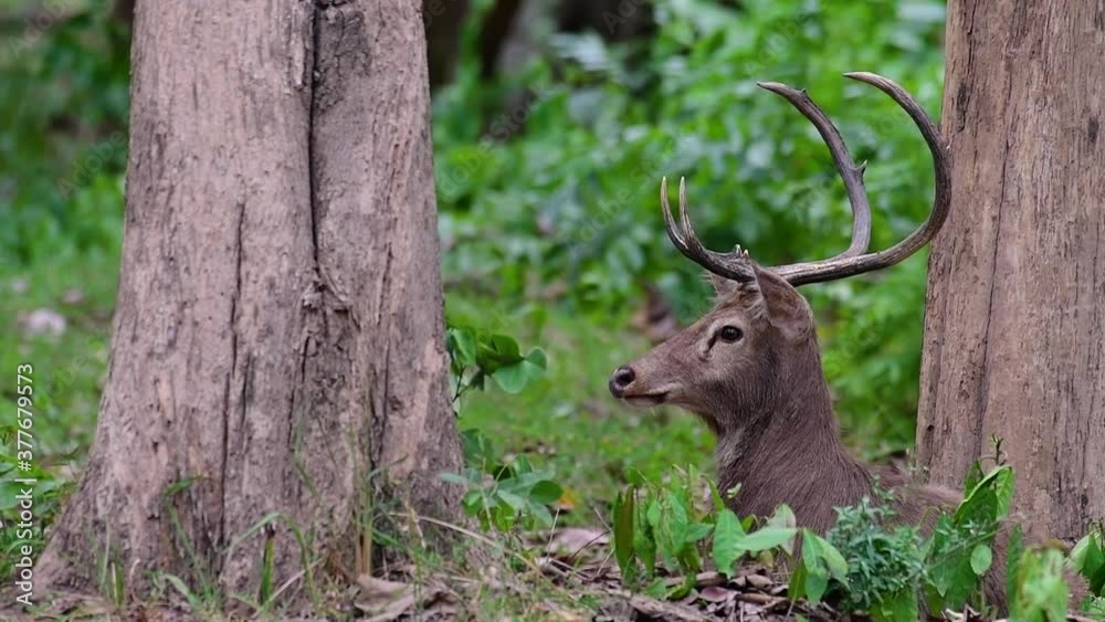The Eld's Deer is an Endangered species due to habitat loss and hunting; friendly and approachable by a safe distance, it likes to hang around and allow people to admire its beauty. The Eld's Deer is an Endangered species due to habitat loss and hunting; friendly and approachable by a safe distance, it likes to hang around and allow people to admire its beauty.