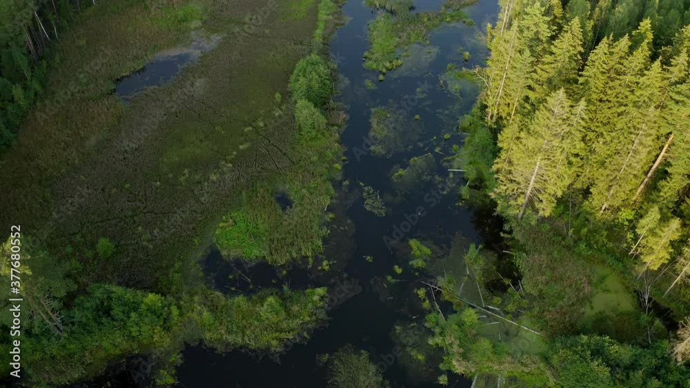 Aerial view of river oxbow inside riparian forest in summer. Green treetops from directly above around swamp with water. Drone footage of unspoiled wilderness. Aerial view of river oxbow inside riparian forest in summer. Green treetops from directly above around swamp with water. Drone footage of unspoiled wilderness.