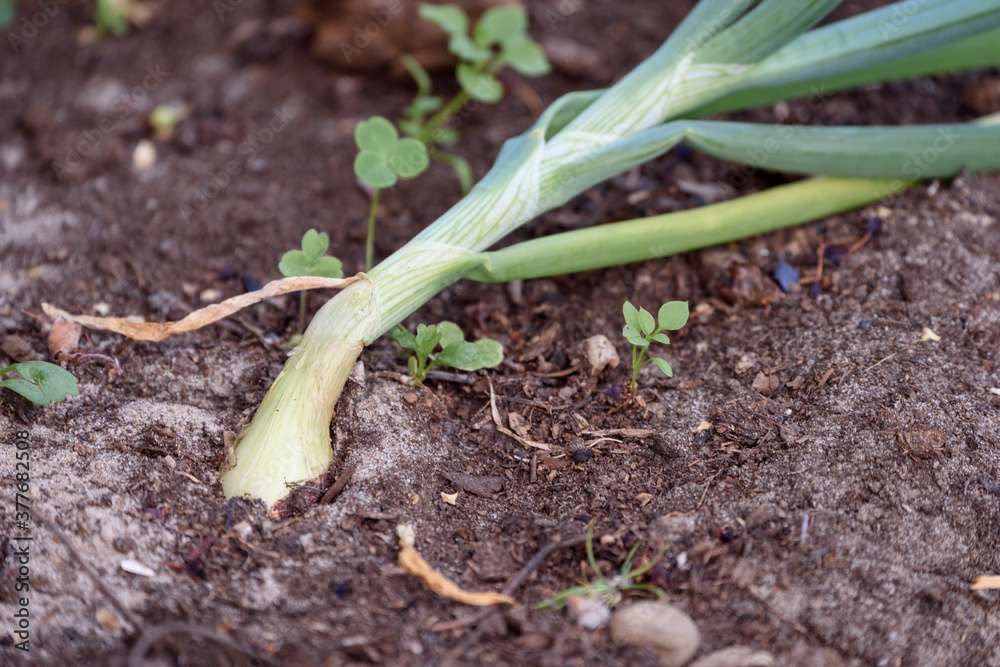 Green onion planted in the ground. Green onion planted in the ground.