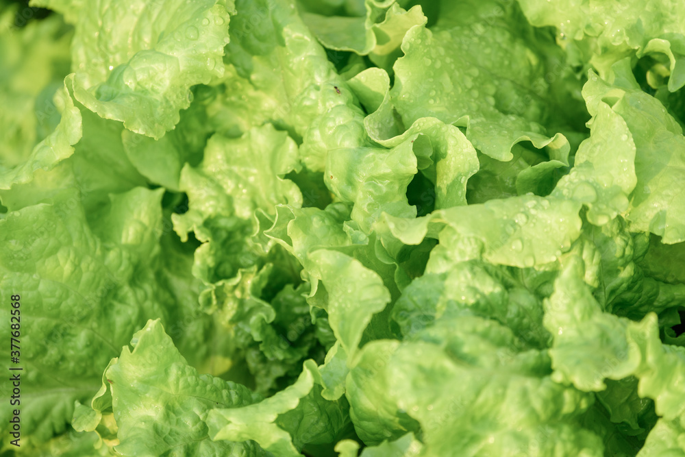 Fresh green lettuce growing on garden bed in vegetable garden. Fresh green lettuce growing on garden bed in vegetable garden.