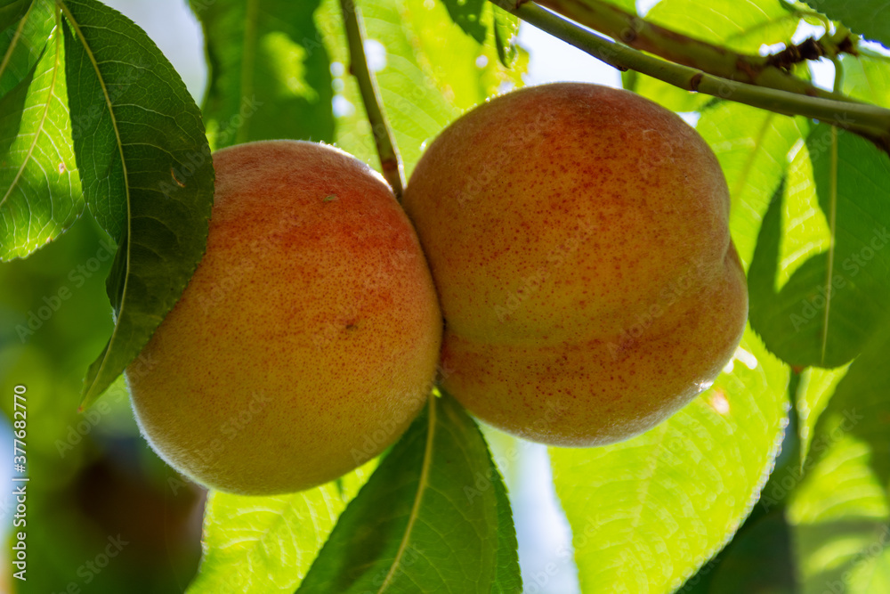 Close up images of peaches hanging on the bench of a tree on a sunny summer day with on a green background