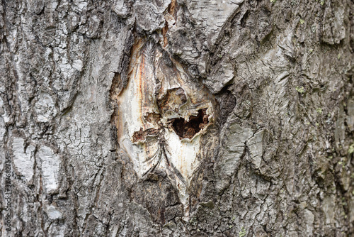 Bark of pine tree growing in taiga forest.