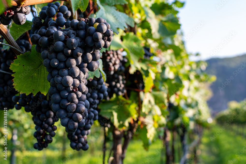 Close up of berries and leaves of grape-vine. A single bunch of ripe red wine grapes hanging on a vine on green leaves background. Plantation of grape-bearing vines, grown for winemaking, vinification