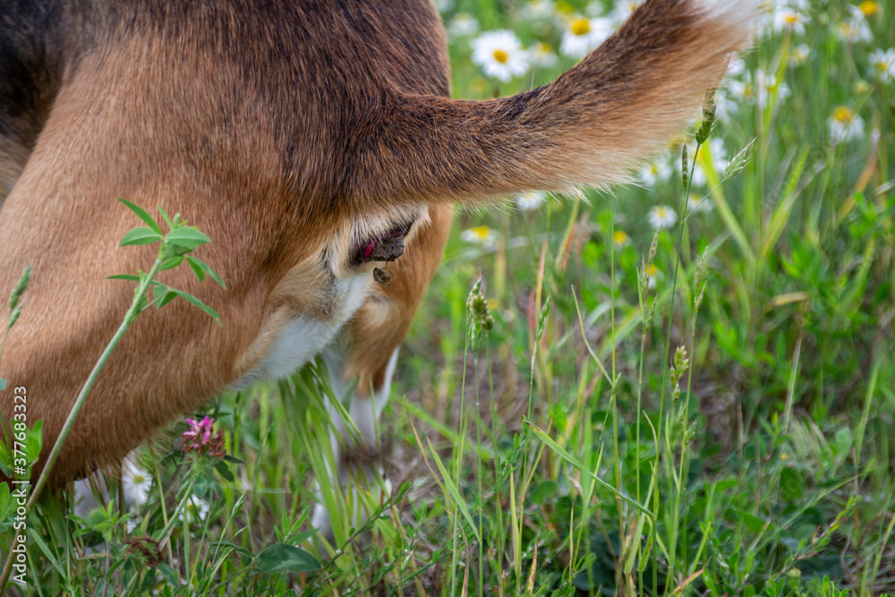 Obraz premium Dog poops while walking