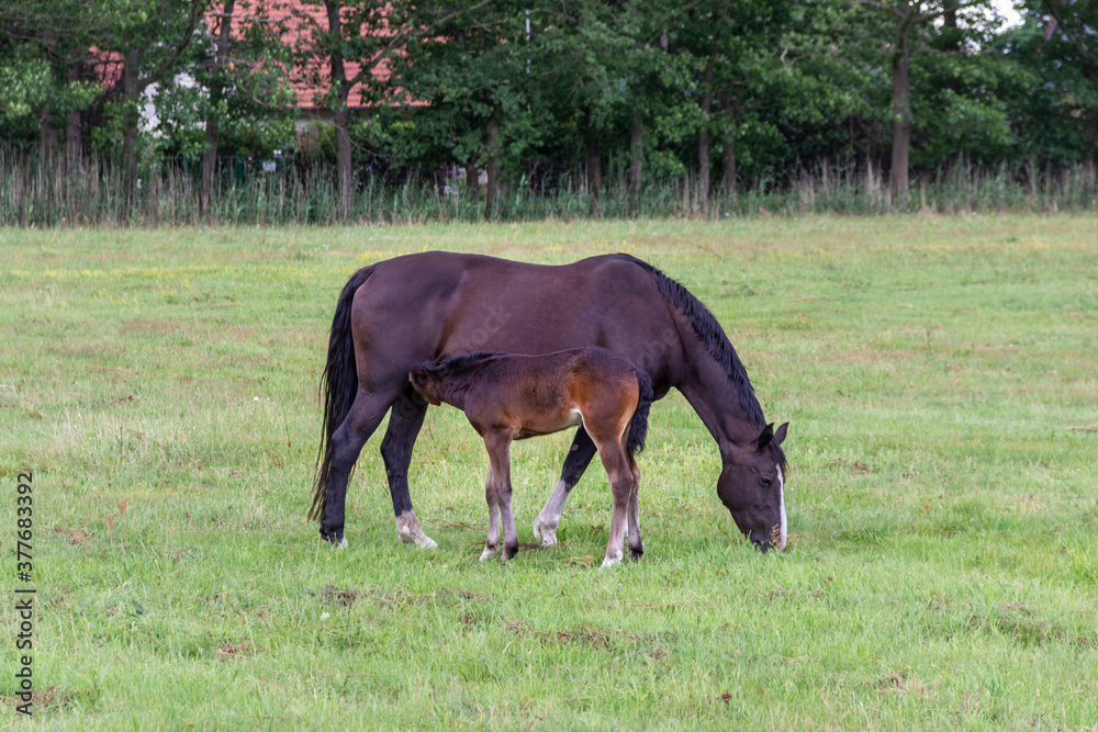 Fototapeta premium Horse with her foal in a pasture