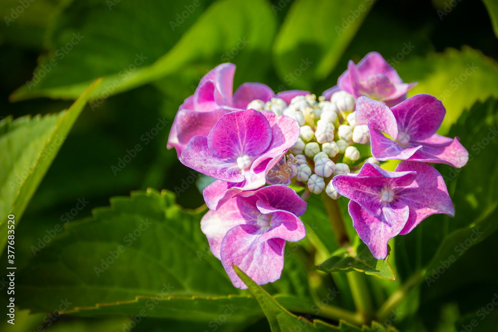 small and large purple flowers of a hydrangea small and large purple flowers of a hydrangea