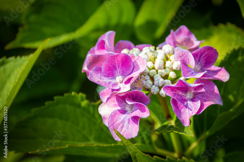 small and large purple flowers of a hydrangea