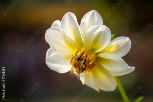 Bee collects pollen from a large-feathered dahlia ( Dahlia pinnata )