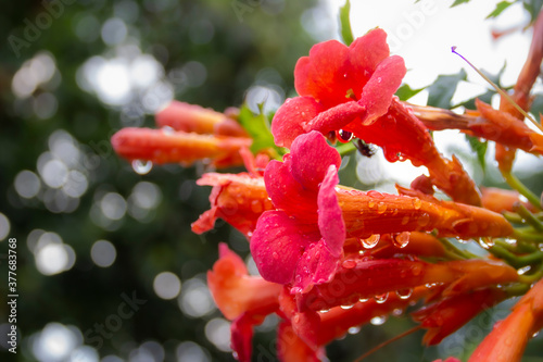 Great climbing trumpet - Madame Galen ( Campsis tagliabuana )