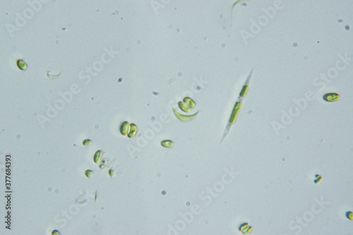 微生物　顕微鏡写真