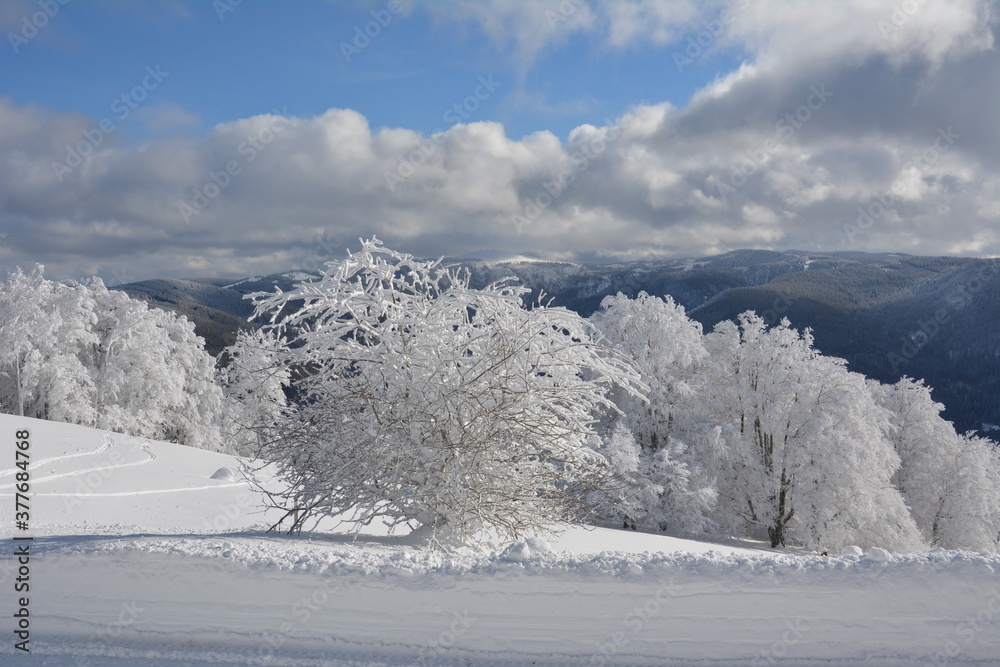 Obraz premium Winter im Schwarzwald