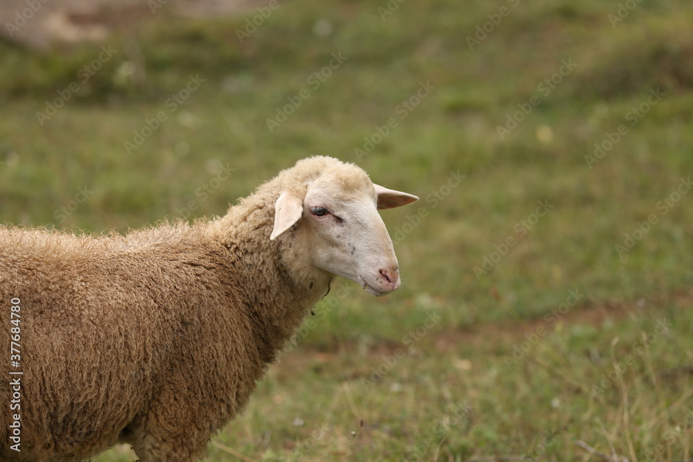 A herd of white sheep grazes on a fenced pasture