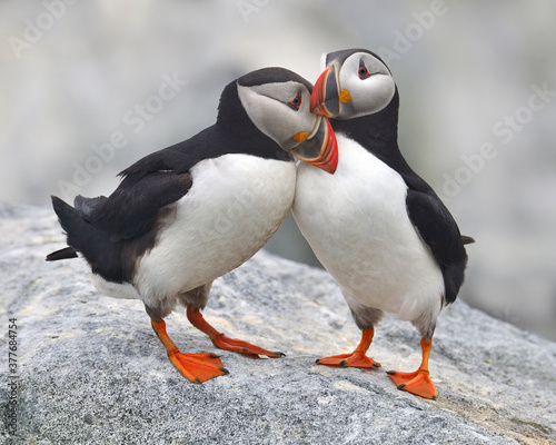 a bonded pair of Atlantic Puffins in courtship