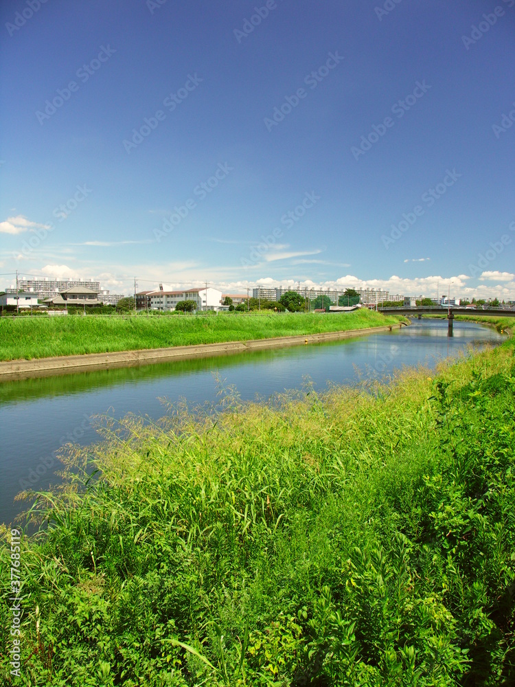 晩夏のセイバンモロコシ茂る土手と放水路風景