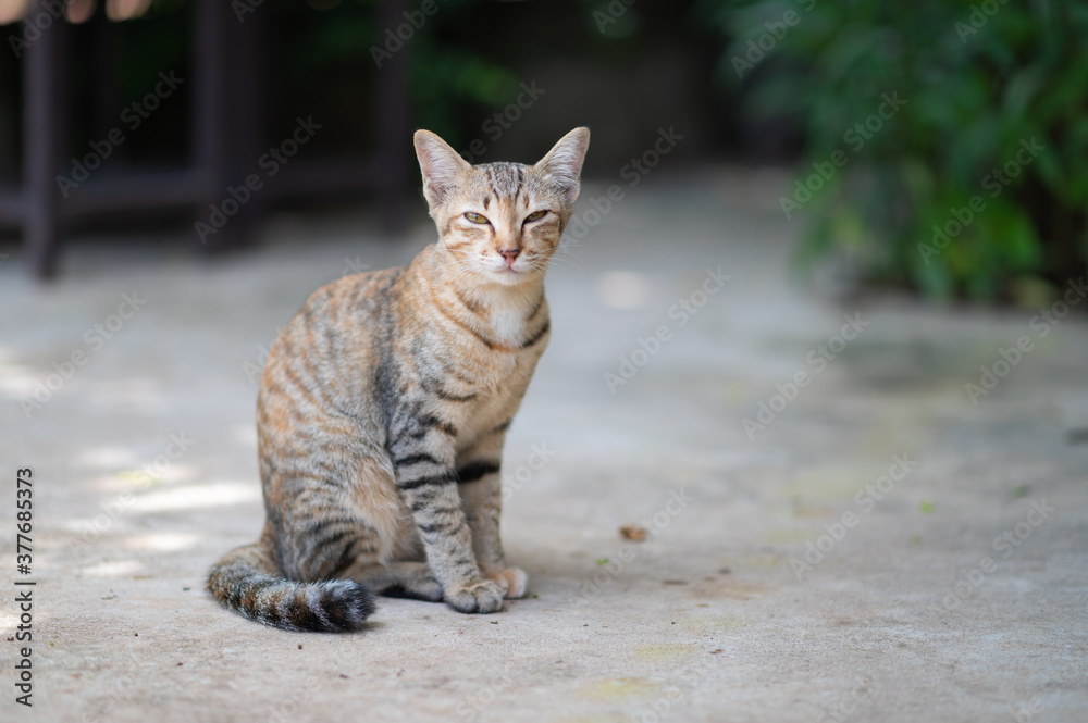 Portrait of beautiful thai cat cute and naughty of kitten or cat concept. pet animal. Cat crossbreed. Portrait of beautiful thai cat cute and naughty of kitten or cat concept. pet animal. Cat crossbreed.