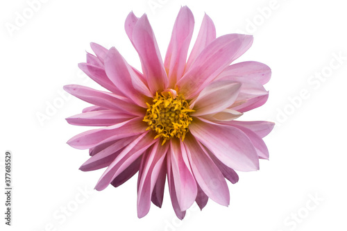 Bright purple flower with yellow middle. Isolated on a white background.