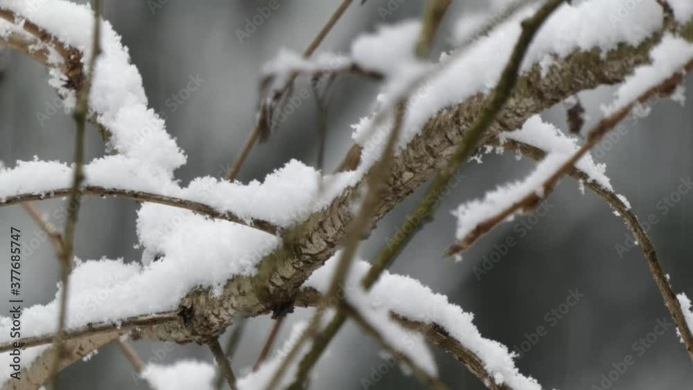 slushy snow fall piling up on branches