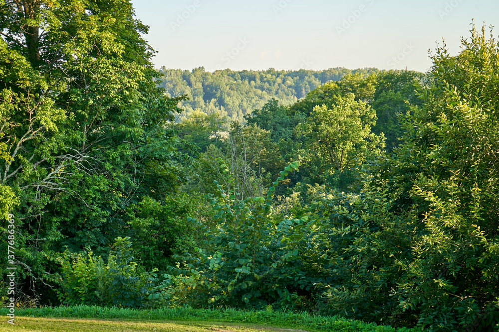 Landscape with trees on the hill