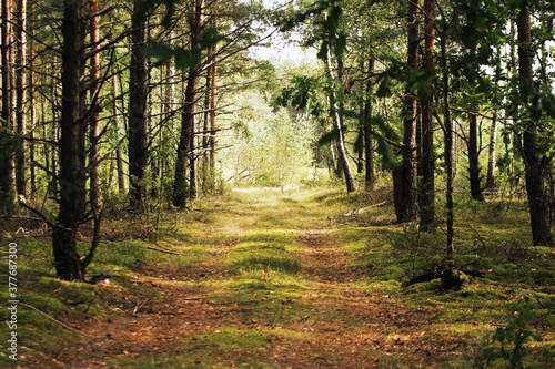 Fototapeta Naklejka Na Ścianę i Meble -  a small forest road among the trees