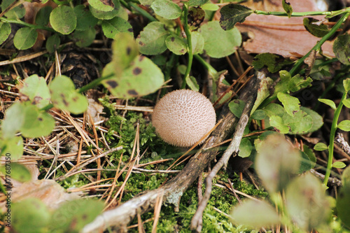inedible white mushrooms in the forest