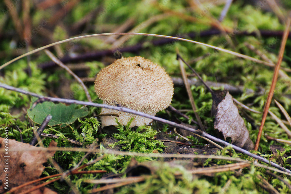 white inedible mushroom in the forest